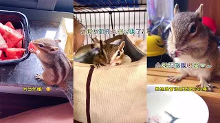 【小松鼠普洱】养熟了和熟透了的区别~#萌宠 #可爱 #Shorts