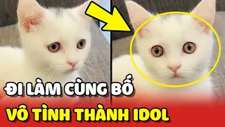 Bé mèo được ĐI LÀM CÙNG BỐ vô tình trở thành IDOL của cả công ty 😍 | Yêu Lu