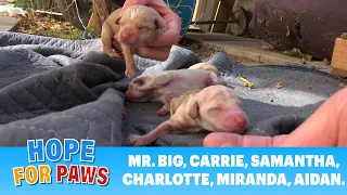 Puppies born outside on the floor minutes before our arrival 💔➡️💖 #puppy
