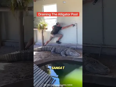 Buaya Pintar 🐊 — Tunggu Sampai Akhir 🤯🤯🤯 #shorts #factsoppy #shortsvideo