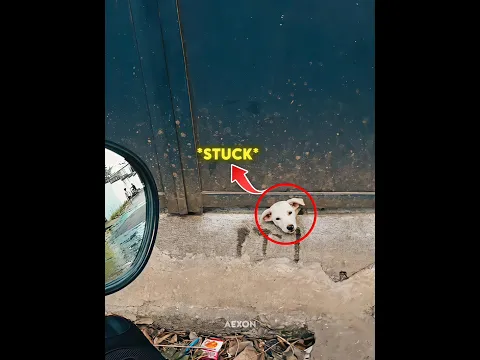 A few seconds can save a life! 🤍#kindness #humanity #shorts #trending #viralvideo #bekind