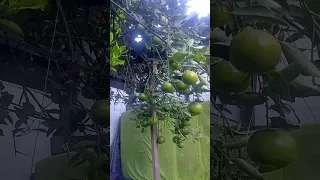 El tren que nos separa