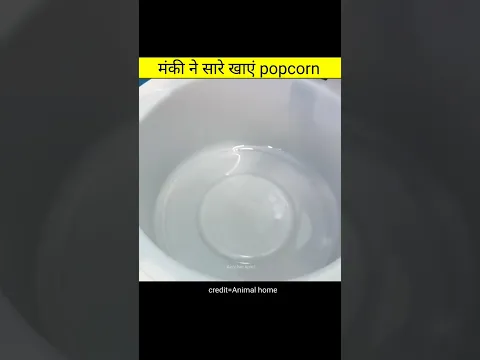मंकी ने सारे खाएं popcorn | Amazing videos in hindi #shorts