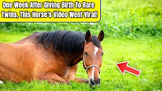 One Week After Giving Birth To Rare Twins, This Horse's Video Went Viral!