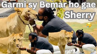Lioness Sherry bemar ho gae andar nae ja ri na pani pee rahe 😢