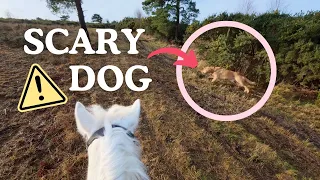 When a Dog Spooks Your Horse! 🐎😱 Helmet Cam POV