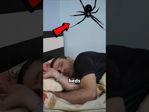 #pfp