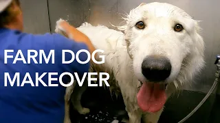Farm Dog Goes to a Groomer (FIRST TIME EVER)