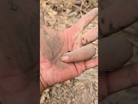 animal mini🐞💥#animal #fish #scorpion #millipede #monkey #shorts #frog #dogs #insects #nature #viral