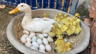 Amazing Pekin Duckling Hatching From Eggs - Nee Baby Duck