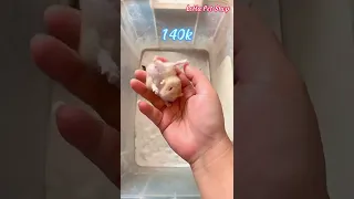 Ship chuột Hamster ww và lồng mica siêu xịn cho Rich Kid