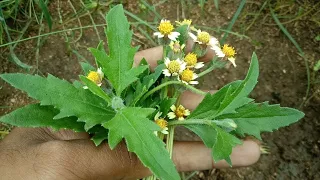 இந்த செடியை பார்த்தால் வேரை கூட விட வேண்டாம் எதற்கு என்றால்? | tridax benefits | @HerbHelps