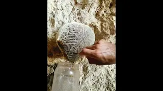 قص عسل بوطوي ما شاء الله تبارك الرحمن