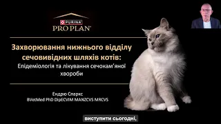 ЗНВСШ котів. Епідеміологія та лікування сечокам’яної хвороби.
