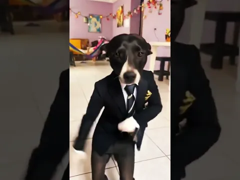 Bailalo ! Rocky #bailalo