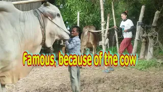 Famous, because of the cow, is his bull