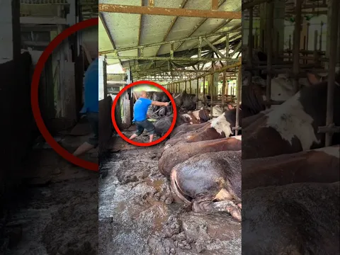 A Man Caring for His Cows with Love #shortsvideo