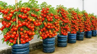 Growing Tomatoes in Bottles on Balcony for Fresh Fruit All Year