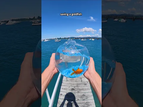 Feed The Shark My GoldFish!? 😱