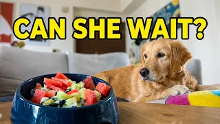 I Tested My Golden Retriever's Patience With Her Dream Summer Treat