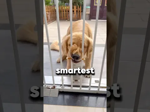 These dogs solve his problems 👏