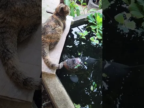 猫🐈vs魚🐟