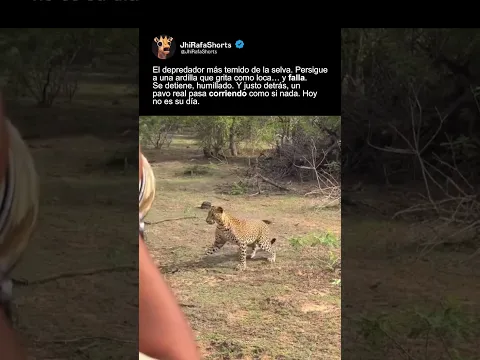 EL PEOR DÍA DEL LEOPARDO