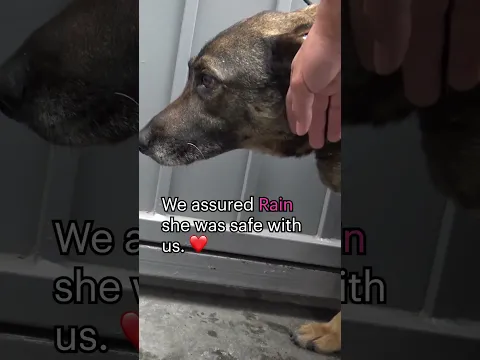 Abandoned #GermanShepherd cries like a human-full video: www.HopeForPaws.org ❤️ #dogs #rescue #love