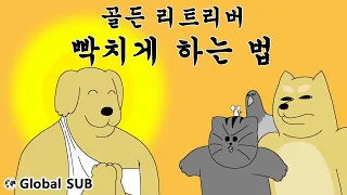 [짐승친구들] 골든 리트리버 빡치게 하는 법