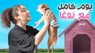 نوغا مكتئبة.. قضيت يوم كامل معاها 🐶💔