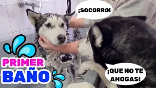 PRIMER BAÑO DE CACHORRO HUSKY ¡PIDE SOCORRO! TIERNA REACCIÓN DE PERROS