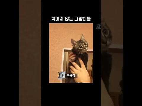 꺾이지 않는 고양이들
