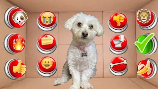 100 Mystery Buttons...Only 1 Will Let Dog Escape The Box!