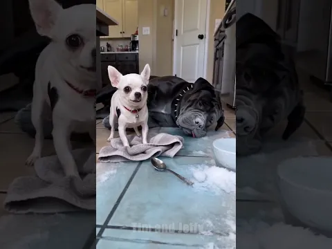 Jeffy Tries To Hide A Huge Spill Before His Owner Gets Home 😂