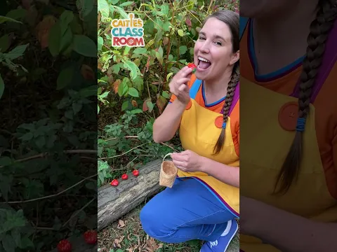 Count & Play with Caitie! 🍓 #caitiesclassroom #countingsongs #shorts #supersimplesongs