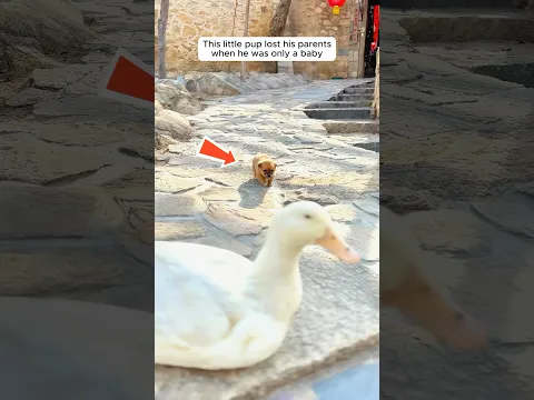 A mother duck took in a lonely stray puppy
