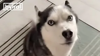 When Your Husky Greets You with a Full-On Chat