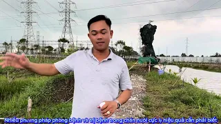 Cách chăm sóc gà phòng chống bệnh hiệu quả và top hoa hậu 15/4/2025