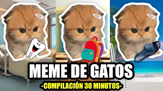 MEME DE GATOS: COMPILACIÓN 30 MINUTOS
