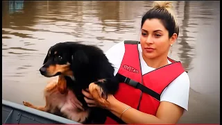 ❓Anjos da Guarda Salvam Animais em Situação Desesperadora!