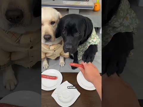 ¡Trampa en la merienda! 🐾🍪