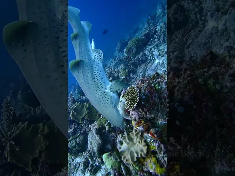 DIVE NOW - Work Later  #islandlifesimpleluxury #dhigurarh #travel #Maldives #dive #sharks #mantaray