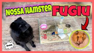 VLOG: NOSSA HAMSTER FUGIU !!! | Amorinha ChowChow