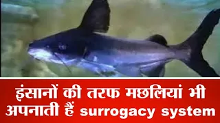 इंसानों की तरफ मछलियां भी अपनाती हैं surrogacy system