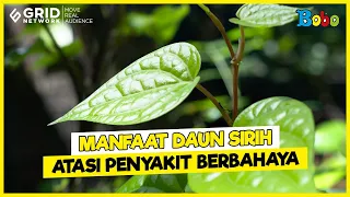 Manfaat Daun Sirih Atasi Penyakit Berbahaya