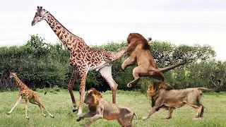 The Mother Giraffe Fought Back Fiercely, Defeating The Lion to Save Her Baby