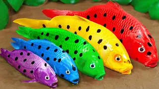 Stop Motion ASMR | Rescue the Family of Colorful Muddy Spotted Fishes  Experiments Funny videos