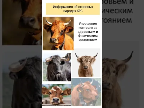 Мобильное приложение Крупный рогатый скот