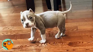 Woman Didn't Want This Puppy. Now He's Her Everything | Cuddle Buddies