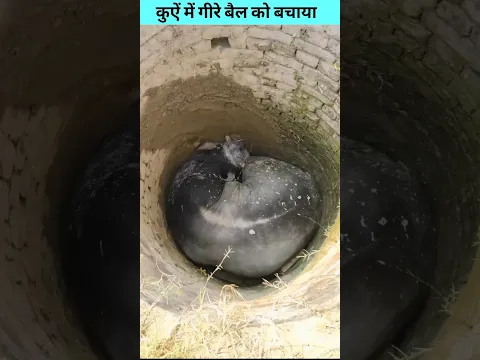 कुएं में गीरे बैल को बचाया #shorts